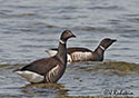 Branta bernicla